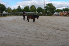 HARAS-11