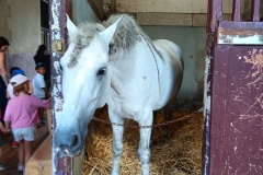 HARAS-17