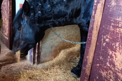 HARAS-18