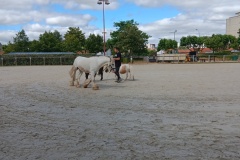 HARAS-6