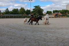 HARAS-7