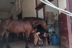 HARAS-8